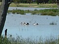 Lake Albert, Nuovo Galles del Sud