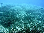 A few grey fish swim over grey coral with white spikes