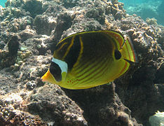 Chaetodon lunula