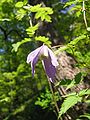 Clematis alpina