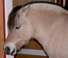 Tête d'un cheval, couleur brun pâle, bout de nez blanc.