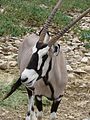 Gemsbok at the Natural Bridge Caverns Wildlife Park.