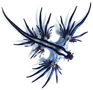 Blue ocean slug