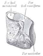 Posterolateral vy