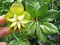 Helleborus niger