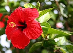 Hibiscus rosa-sinensis