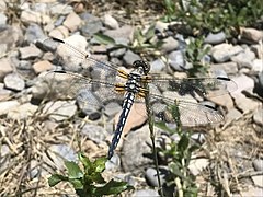 Libellula composita