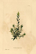 466 Lissanthe daphnoides