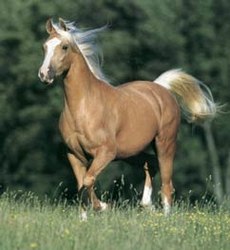 Els cavalls palomino són daurats amb cua i crinera blanques.