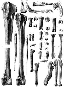 Ossos de les extremitats, dos amb fractures curades (135–136) a la part inferior dreta