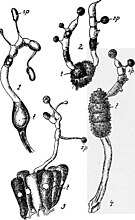 Kiemende teliosporen van: 1. Uromyces fabae x 460. 2. Triphragmium ulmariae x 370. 3. Melampsora betulina x 370. 4. Phragmidium rubi x 370. t—teliospore; sp—sporidium (basidiospore).