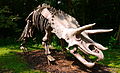 Triceratops skeleton