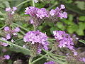 Verbena rigida