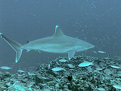 Carcharhinus albimarginatus