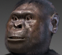 Australopithecus afarensis