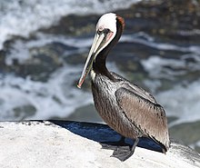 Brown Pelican (40078288214).jpg