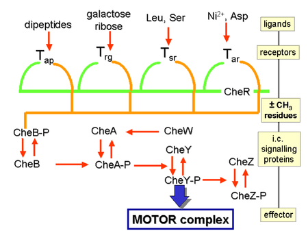 Signalling pathways of E.coli