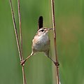 Marsh wren