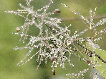 Flowers covered by water droplets