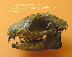 Череп Ectocion ralstonensis