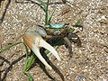 Fiddler crab at Gulf Coast of Louisiana