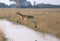 Jike la lechwe mwekundu