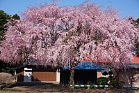 ベニシダレ（三春滝桜の子孫樹）