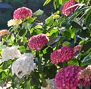 Hortensias rouge et blanc