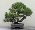 Pinus sp.