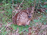 Roe deer fawn