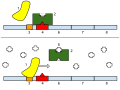 Image 2The lac operon. Top: repressed. Bottom: active. 1: RNA Polymerase, 2: Repressor, 3: Promoter, 4: Operator, 5: Lactose, 6–8: protein-encoding genes, controlled by the switch, that cause lactose to be digested (from Evolutionary developmental biology)