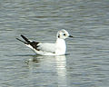 Posée sur l'eau