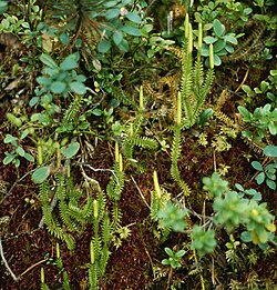 Gada staipeknis (Lycopodium annotinum)