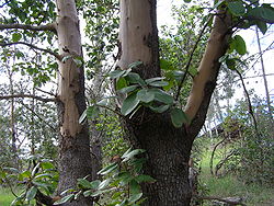 Arbutus menziesii