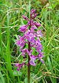 Early Purple orchid (Orchis mascula)