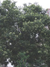 Flowering tree