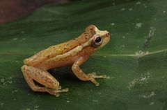 Description de l'image Perereca-de-colete - Dendropsophus haddadi.jpg.