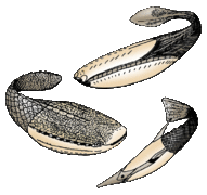 The extinct Pteraspidomorphi, ancestral to jawed vertebrates