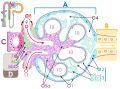 Renal corpuscle