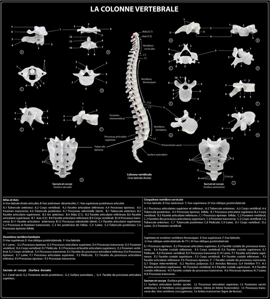 La colonne vertébrale