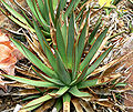 Agave arizonica 亞利桑那