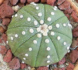 Tikrasis žvaigždinas (Astrophytum asterias)