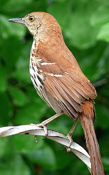 Brown thrasher Toxostoma rufum