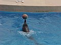 Bottlenose Dolphin performing in w:Ocean Park, Hong Kong