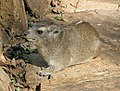 イワハイラックス Heterohyrax brucei （現生、岩狸目）