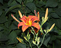 Hemerocallis fulva