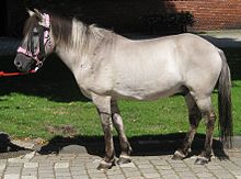 Photographie en couleur d'un cheval gris vu de profil, bridé.