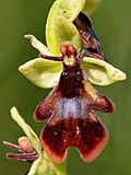 A close-up of the flower, clearly showing the iridescent pseudo-wings, pseudoa-ntennae, and pseudo-eyes