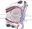 Orbital septum