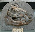 Ископаемый череп вида Palaeotherium curtum